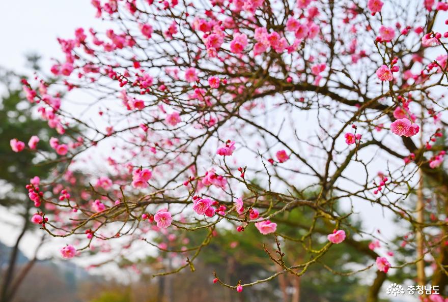 봄소식을가장먼저전하는곳아산현충사홍매화 11