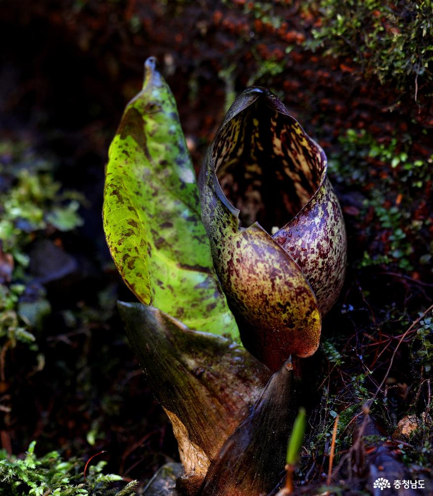 3월 초에 피는 대둔산도립공원 야생화들 사진
