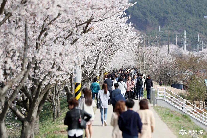 서산시 ‘해미벚꽃축제’ 올해 취소! ‘벚꽃엔딩’