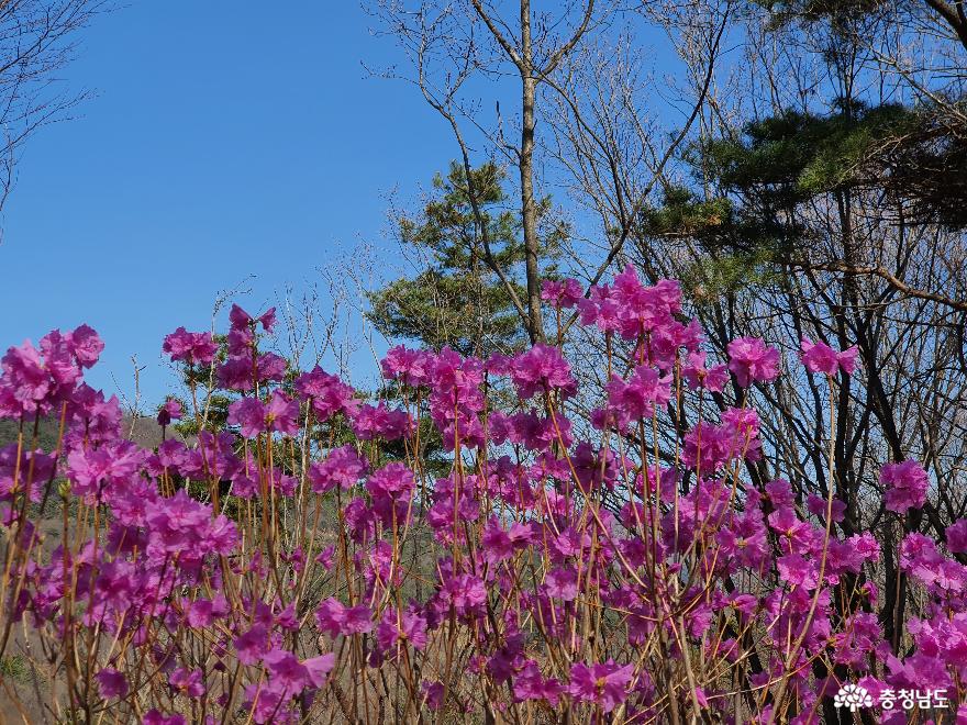 옥녀봉 진달래꽃 구경은 이번 주가 절정이래유. 구렁이도 꽃구경 나왔슈. 사진