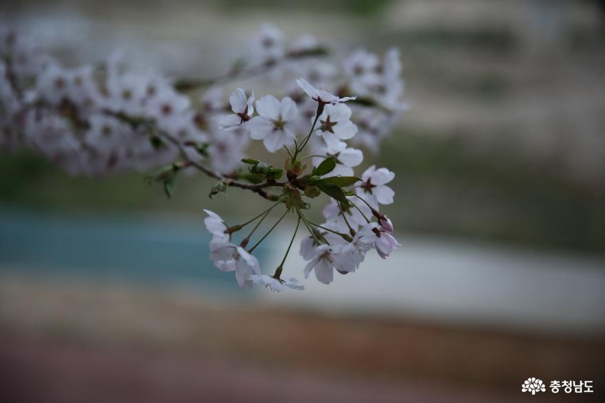 올해 해미천에 핀 벚꽃은 거리두기로 즐겨보세요. 사진