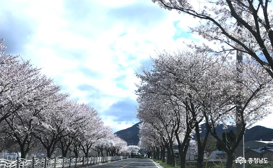 광천 오서산 입구 벚꽃 길