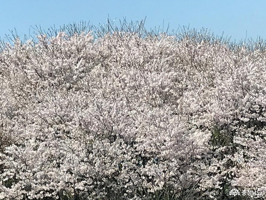 보령 천북 벚꽃 밭