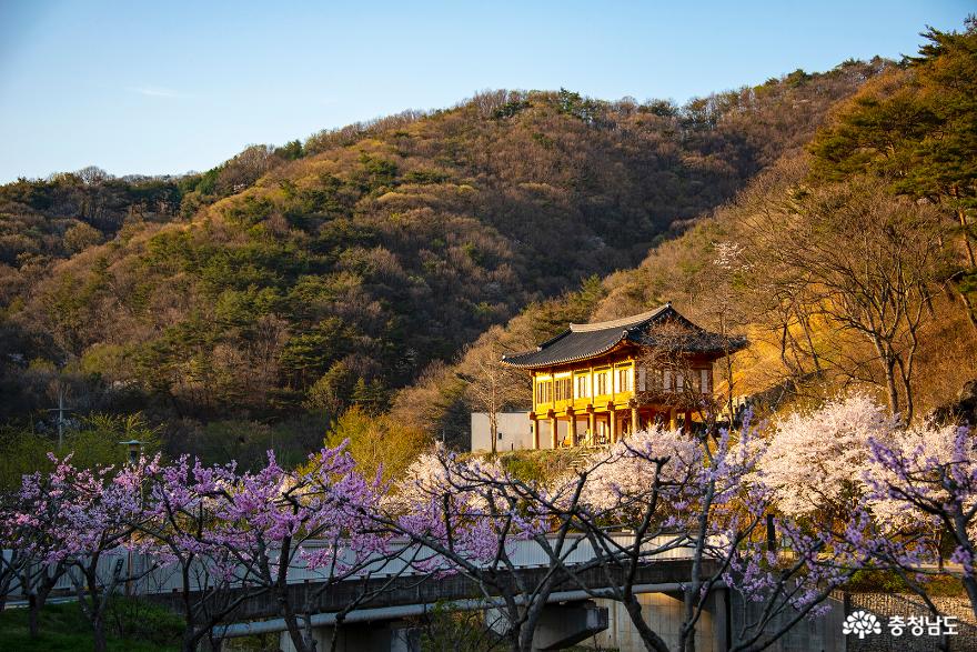 꽃복숭아가 한창인 마곡사 한국문화연수원 사진