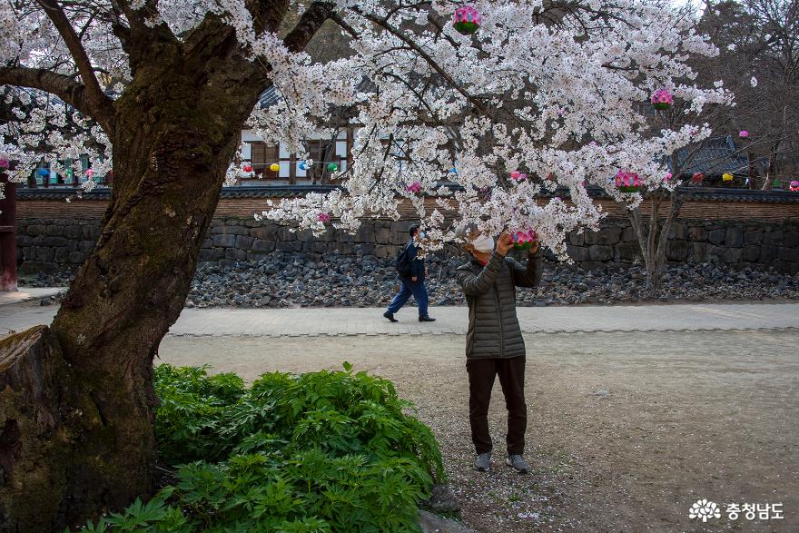 꽃복숭아가 한창인 마곡사 한국문화연수원 사진