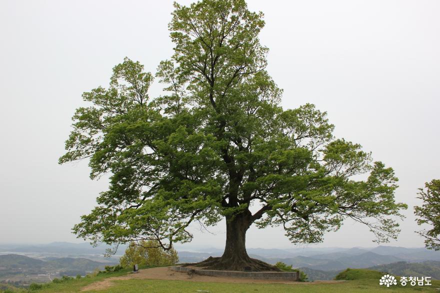 부여 사랑나무, 천연기념물 지정 대상 선정