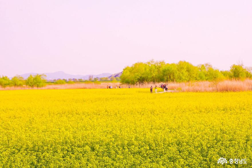 충남 부여 유채꽃 명소(황산대교 세도) 사진
