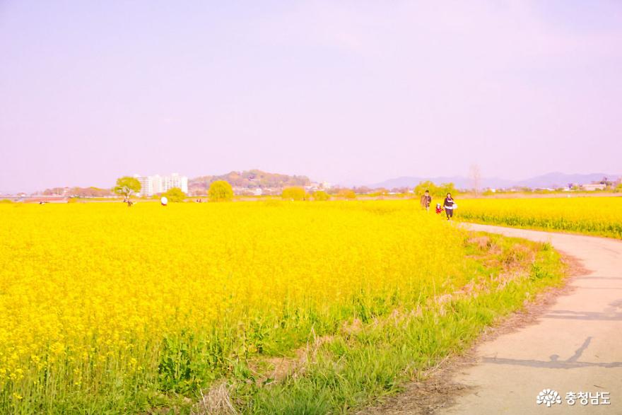 충남 부여 유채꽃 명소(황산대교 세도) 사진
