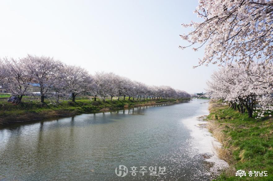 봄비로 유독 짧고도 찬란했던 ‘벚꽃엔딩’ 사진