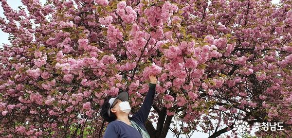 [우리동네 명소] 겹벚꽃 명소 당진 ‘남산공원’ 사진