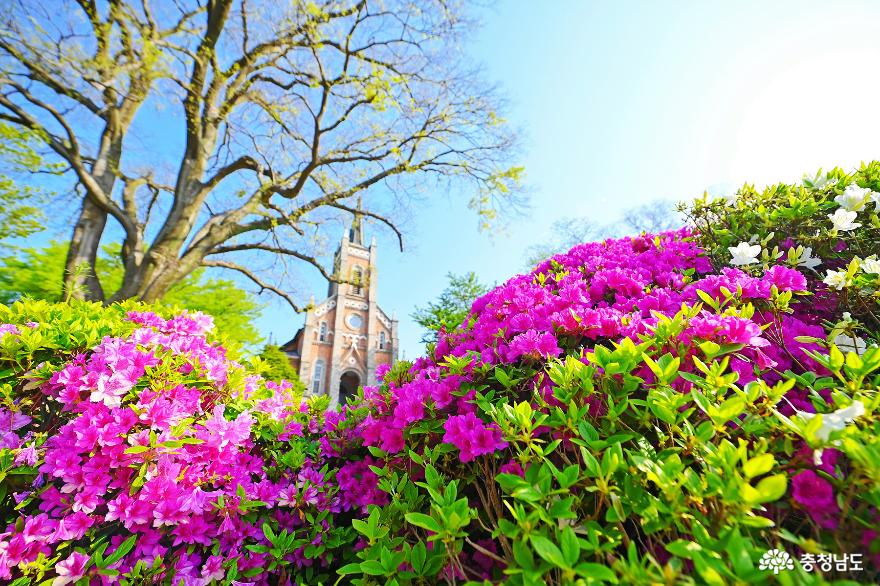 봄꽃 가득 보고 싶은 풍경 아름다운 촬영 명소 공세리성당