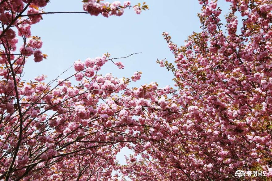 아름다운 봄의 서산 - 문수사 겹벚꽃 만개한 풍경 사진