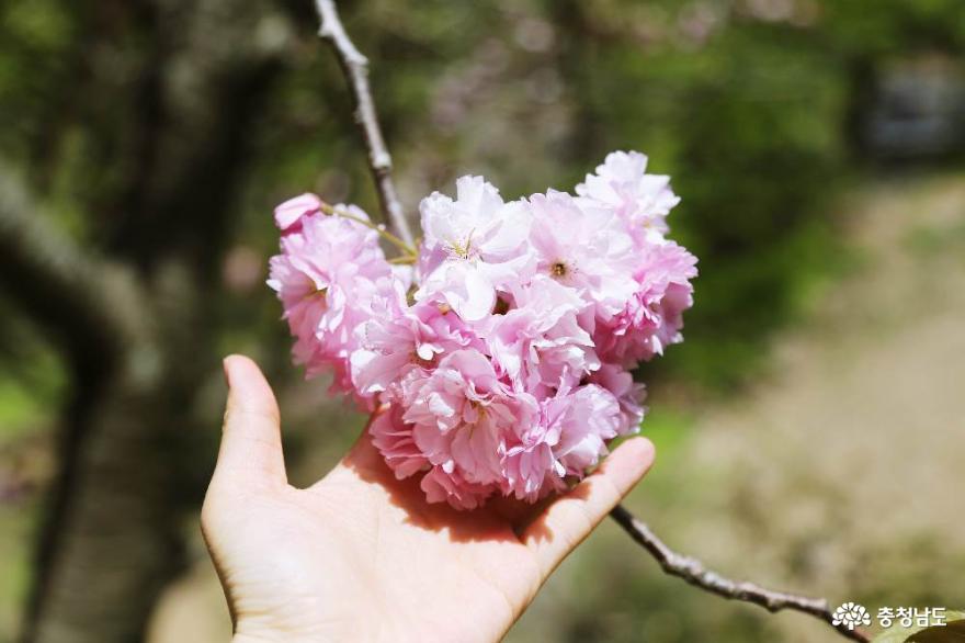 아름다운 봄의 서산 - 문수사 겹벚꽃 만개한 풍경 사진