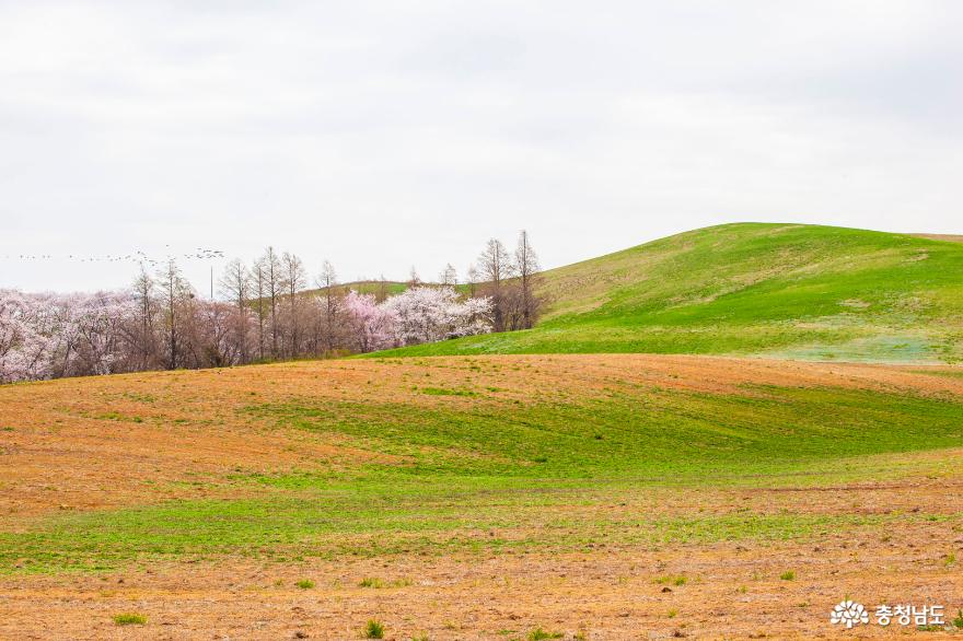 봄이 만든 초록의 향연, 서산목장 풍경