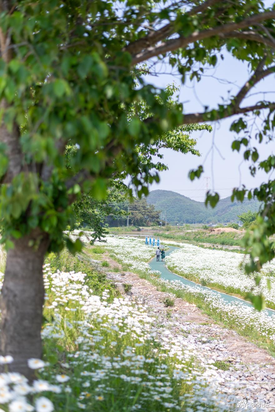 5월 서산 걷기 좋은 길 샤스타데이지 만개한 서산 용장천