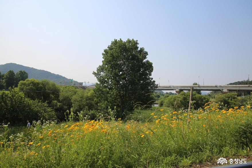 노란색의 꽃과 공주시립숲도서관이 자리한 정안천 생태공원 사진