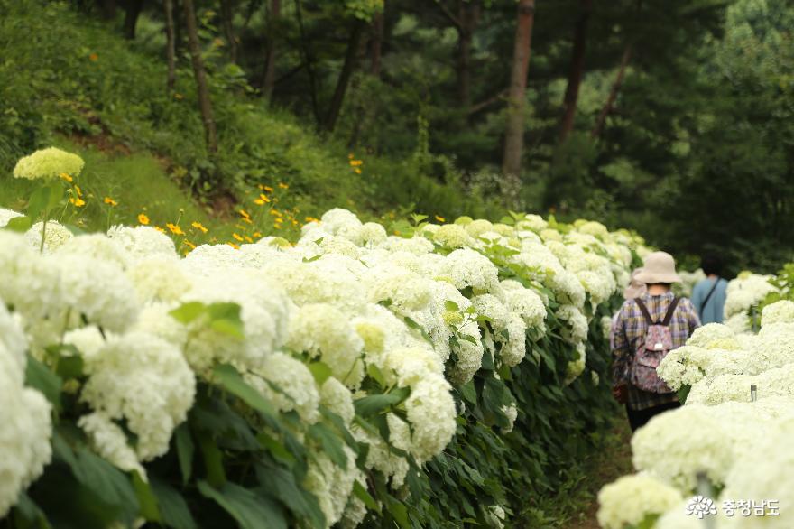 당진 삼선산수목원의 여름풍경 하얀수국과 여름꽃이 활짝