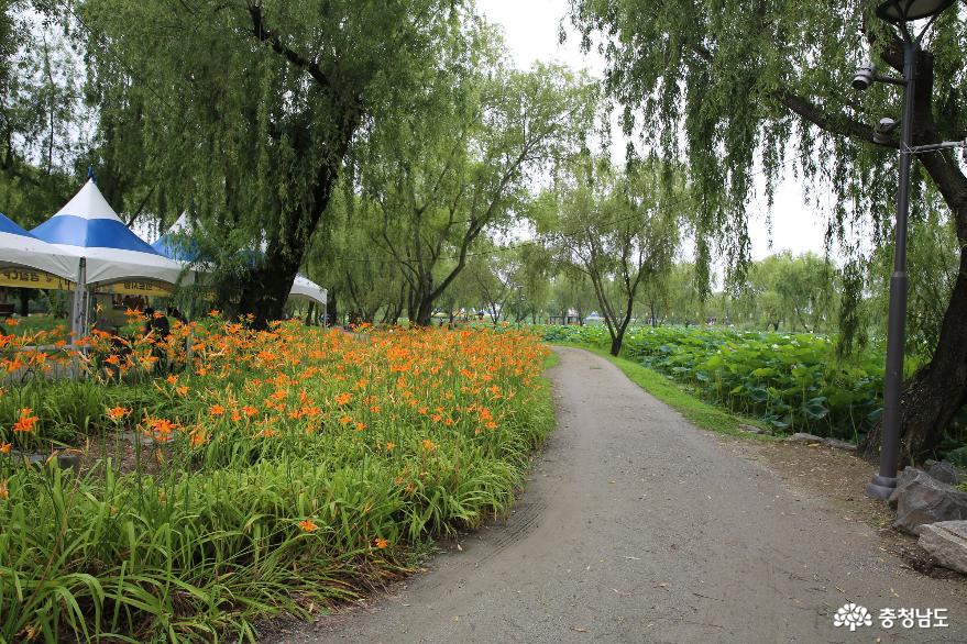 올해 취소된 부여 궁남지의 서동연꽃은 여름동안 길게 만나요. 사진