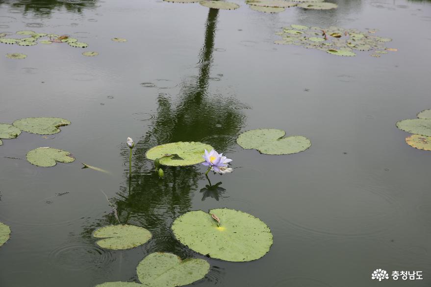 올해 취소된 부여 궁남지의 서동연꽃은 여름동안 길게 만나요. 사진