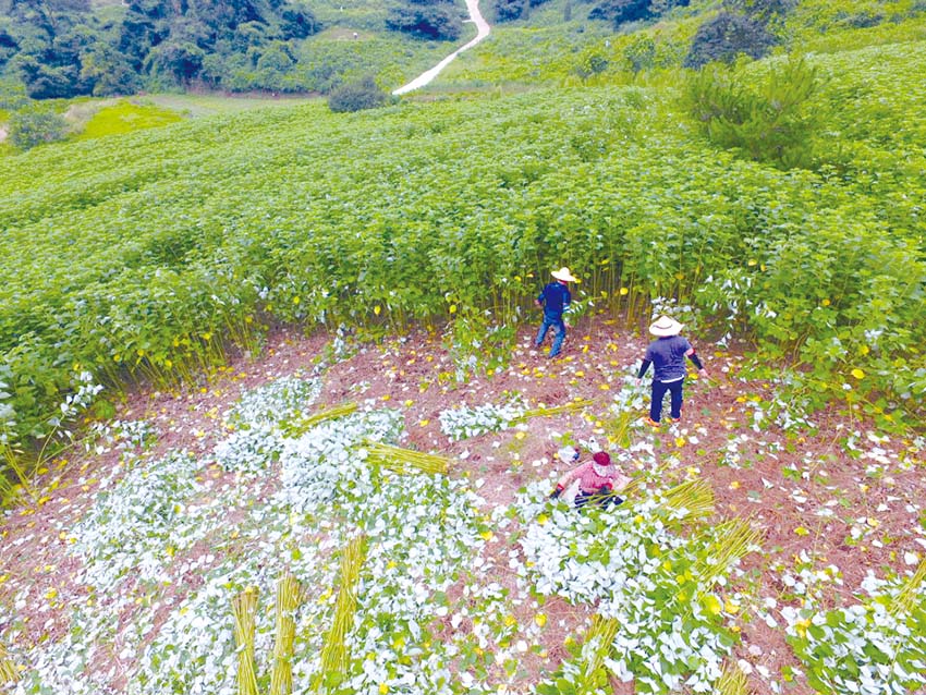 한산모시를 수확하는 농민들