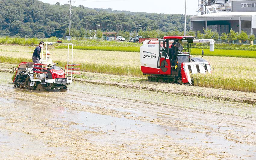 대한민국 초고속 쌀 `빠르미' 햅쌀시장 선점 시동