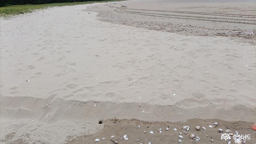 원산해수욕장의 고운 모래 모습