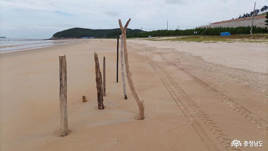 죽은 나뭇가지가 해변의 공간에서 생명을 연출하고 있다
