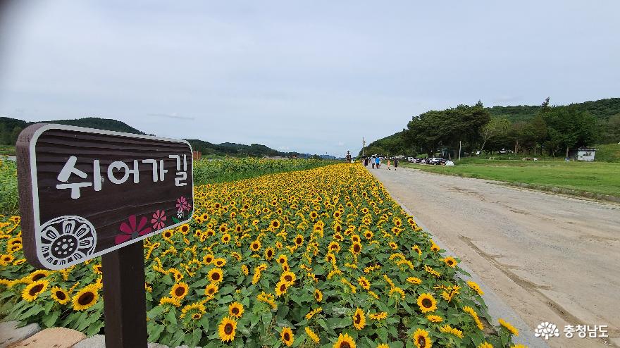 부여의정원인구드래에는해바라기등불이환하게켜졌어요 7