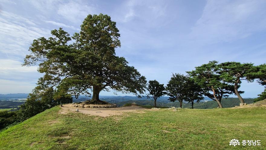천연기념물로 제564호로 지정된 부여 사랑나무 사진