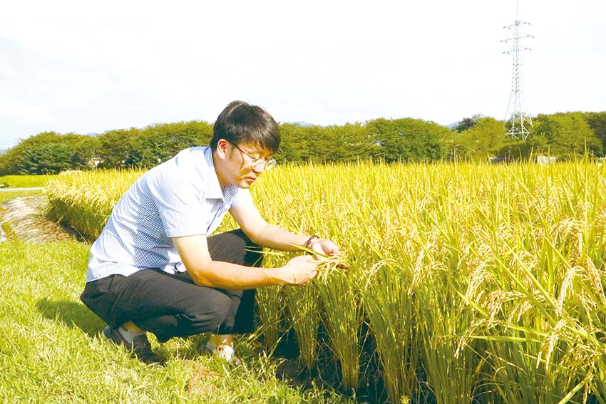 윤여태 박사가 지난달 9일 충남농업기술원 내 재배되는 쌀 ‘여르미’ 앞에서 포즈를 취하고 있다.