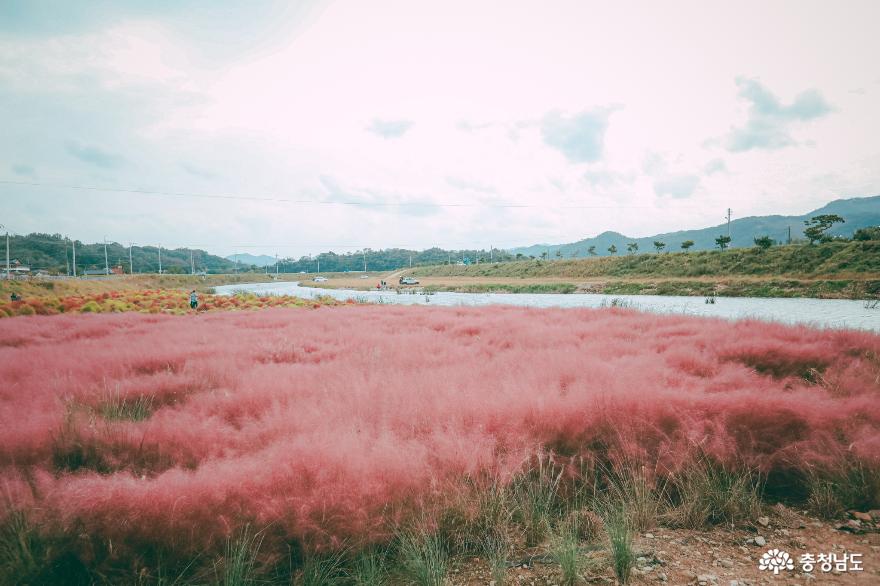 핑크뮬리의 바다& 댑싸리와 인생사진 남기는 꿀팁 알려드려요! 공주유구핑크뮬리정원 사진