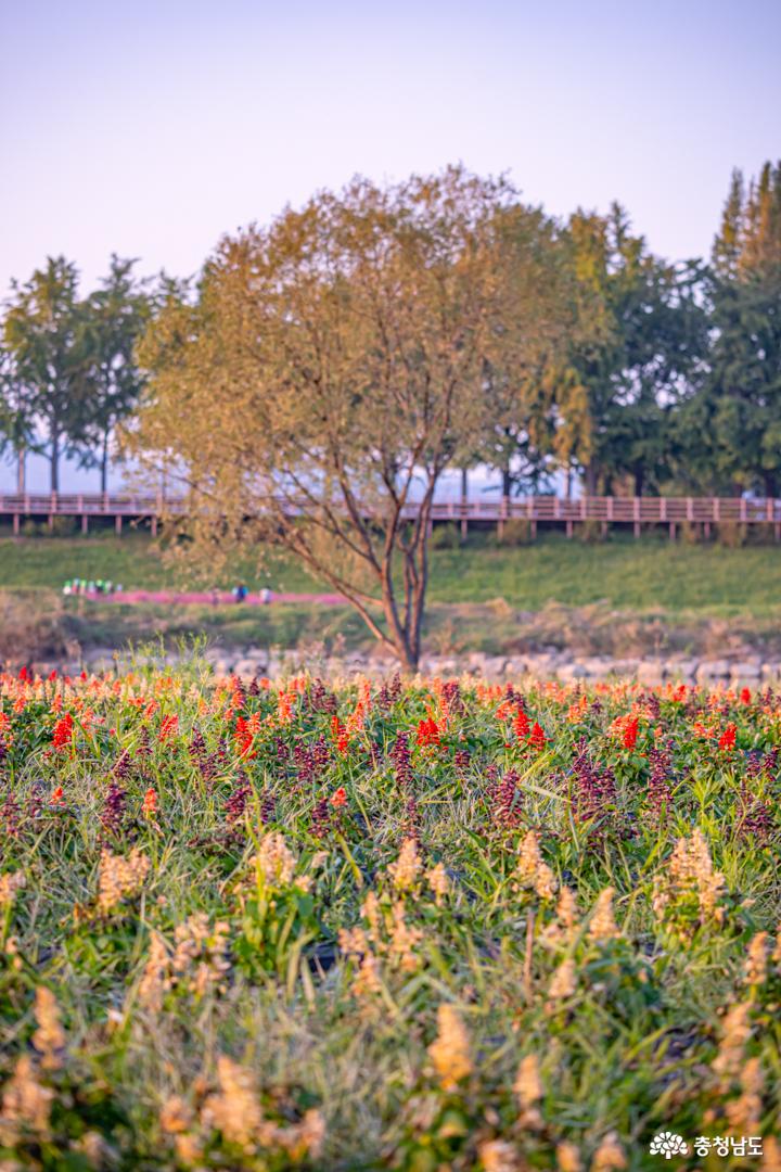 아산 곡교천, 가을의 색(色)으로 물들다. 사진