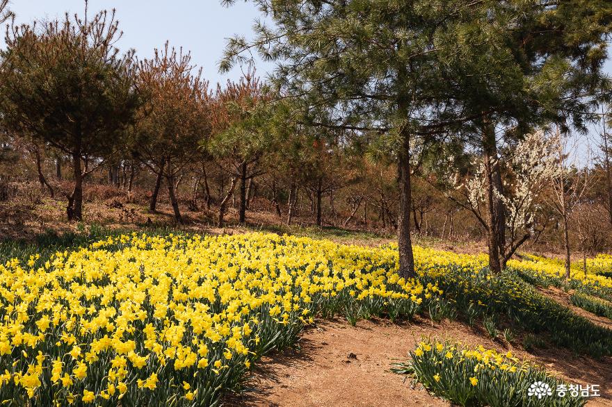 봄꽃이 가득한 예산 추사고택의 봄풍경 사진