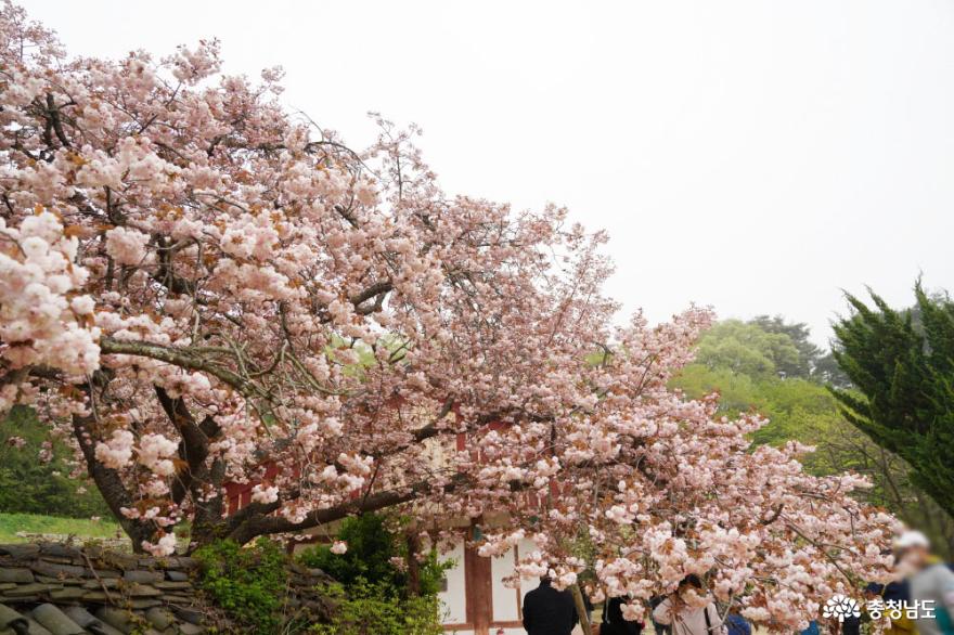충남 봄꽃 명소, 서산 개심사 겹벚꽃과 청벚꽃 만개 사진