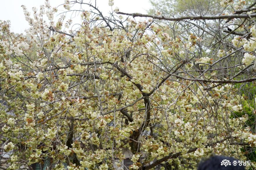충남 봄꽃 명소, 서산 개심사 겹벚꽃과 청벚꽃 만개 사진