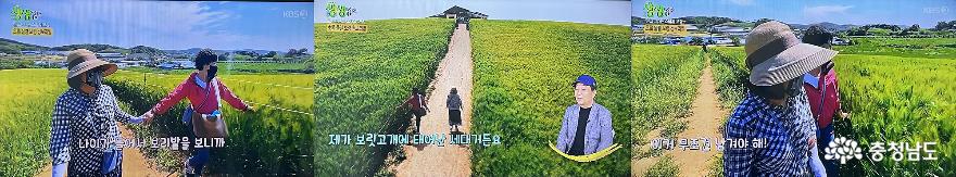 KBS 2TV 생생정보통에 방송 된 보령청보리밭 사진