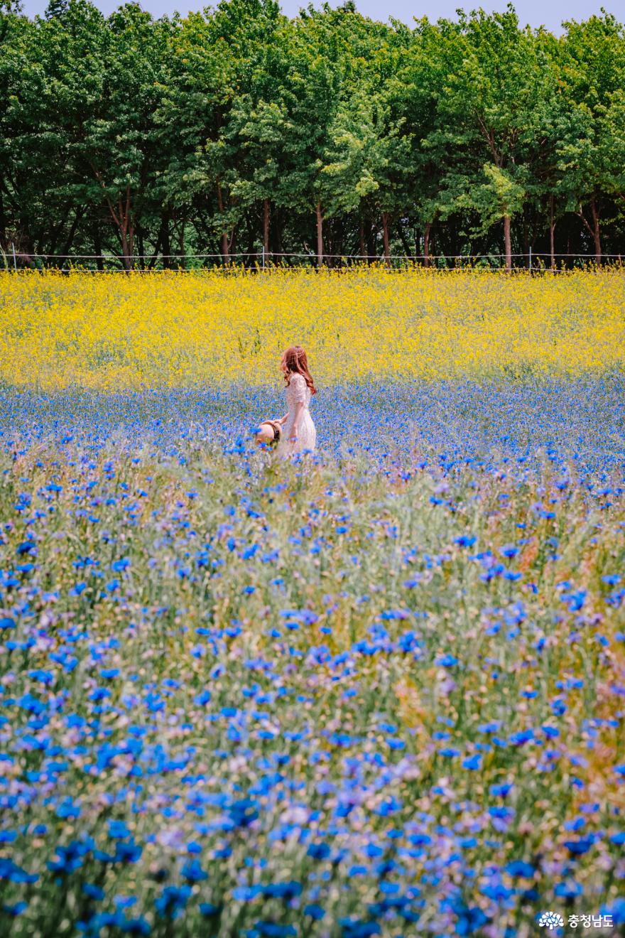 파란 꽃물결 수레국화 만개한 예산 아그로랜드 사진