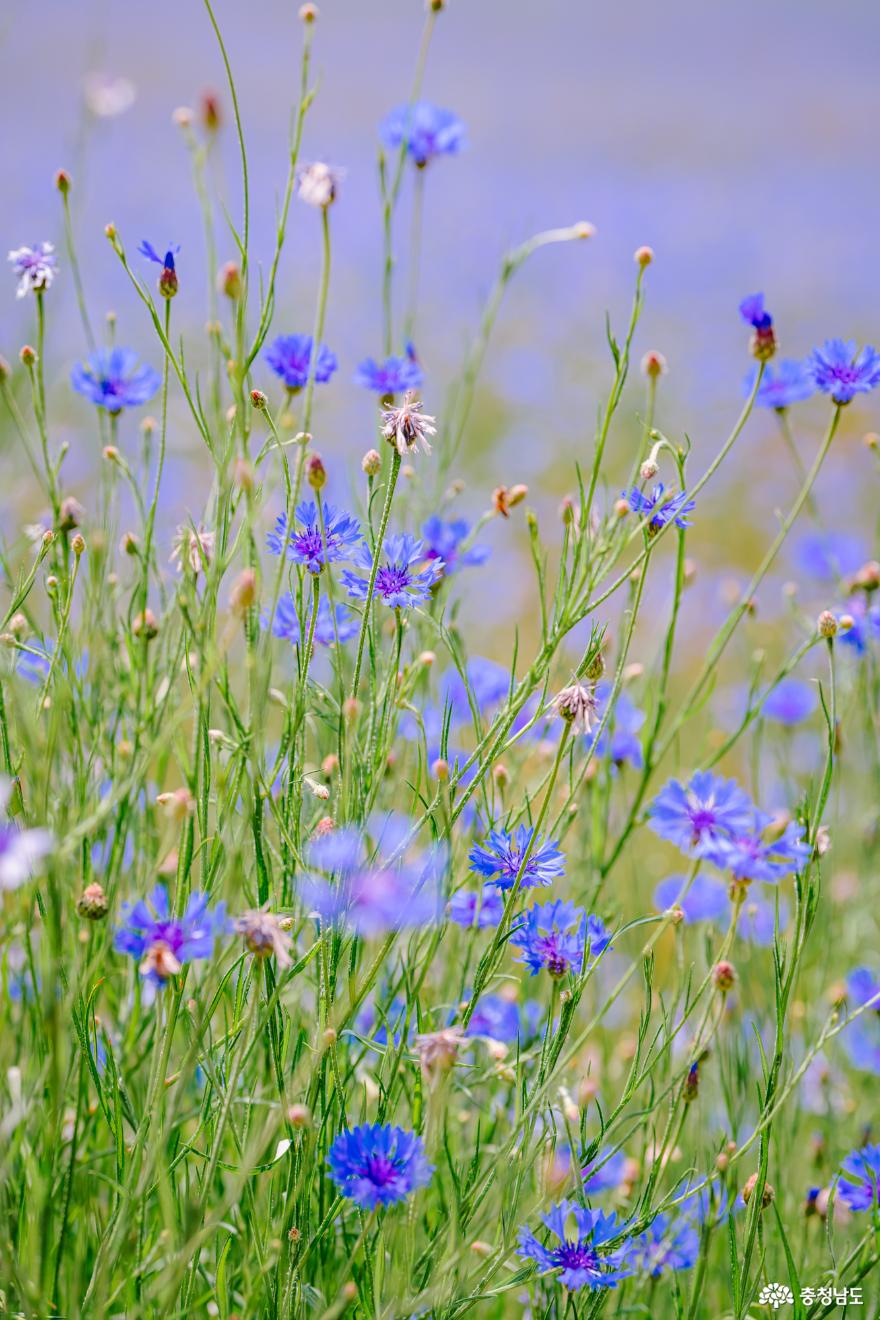 파란 꽃물결 수레국화 만개한 예산 아그로랜드 사진