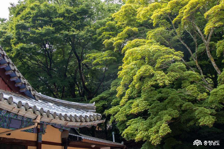금오산 향천사의 초록 바람 사진