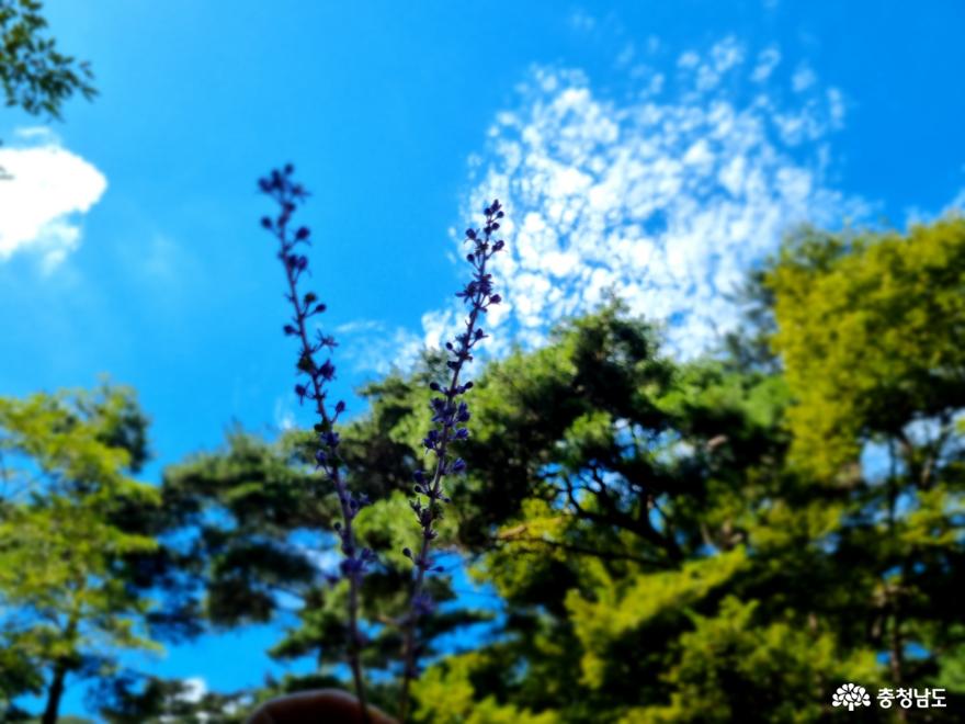 보라색이 아름다운 꽃 맥문동 사진