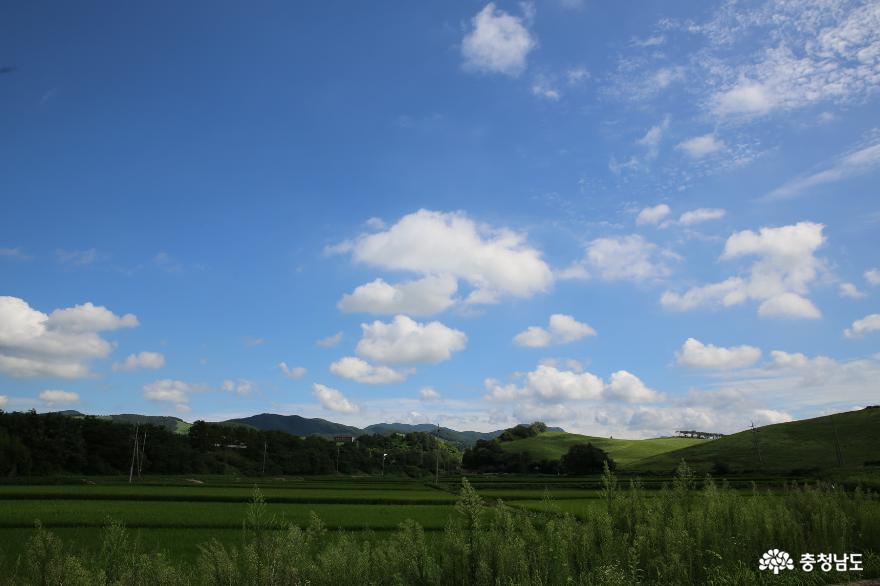 서산의 운산 팔경 중 한 곳인 서산의 초원 한우가 있는 공간의 풍경 사진