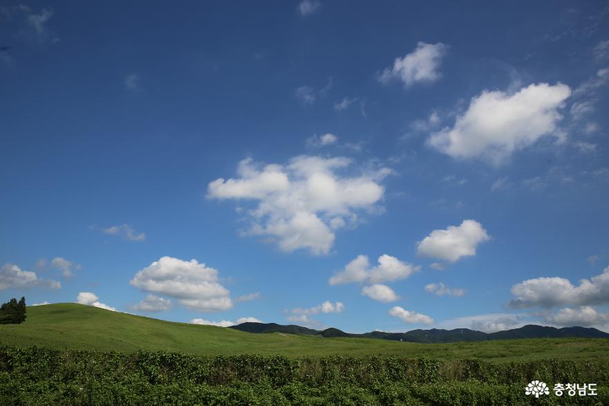 서산의 운산 팔경 중 한 곳인 서산의 초원 한우가 있는 공간의 풍경 사진