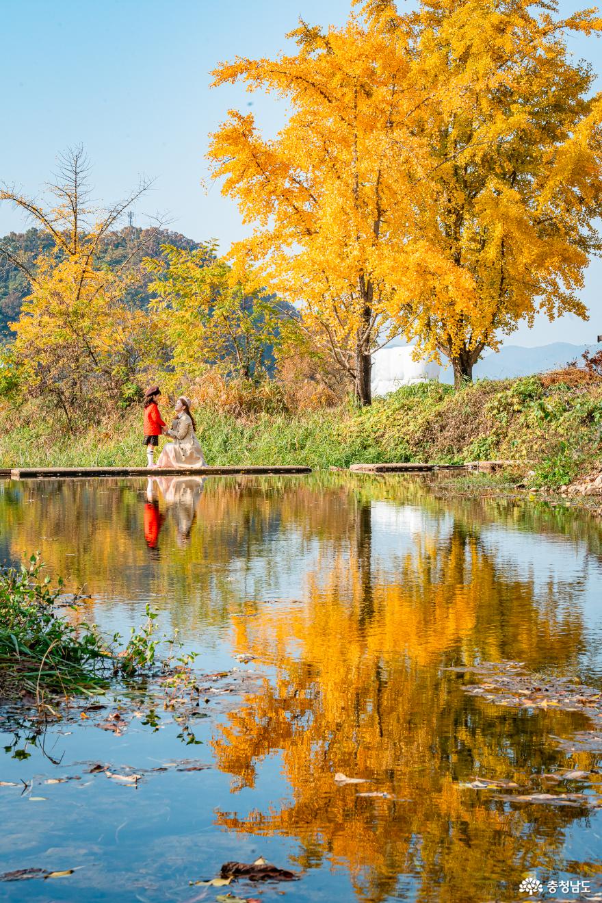 가을이 내려 앉은 신경섭가옥과 청라은행마을 사진