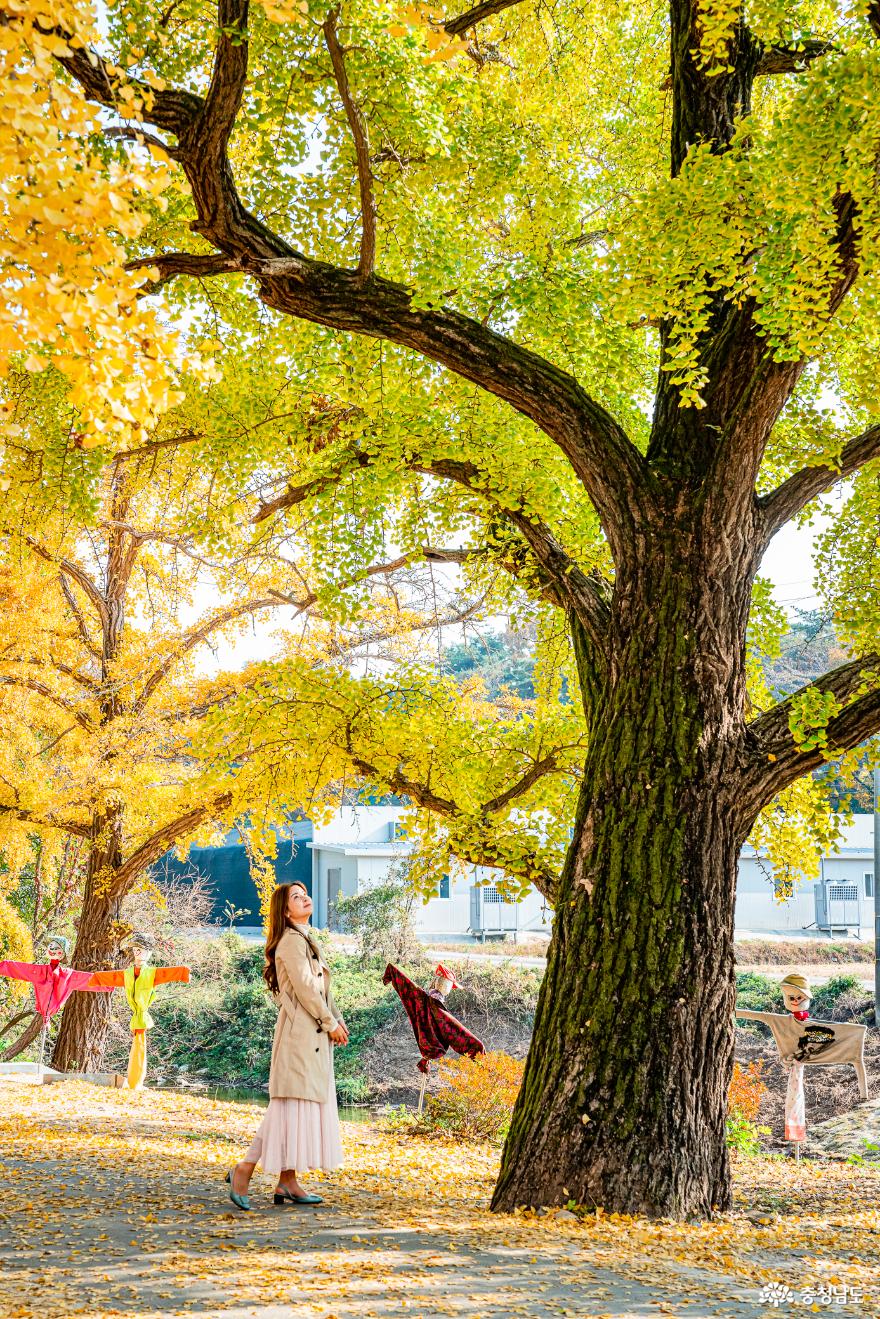 가을이 내려 앉은 신경섭가옥과 청라은행마을 사진
