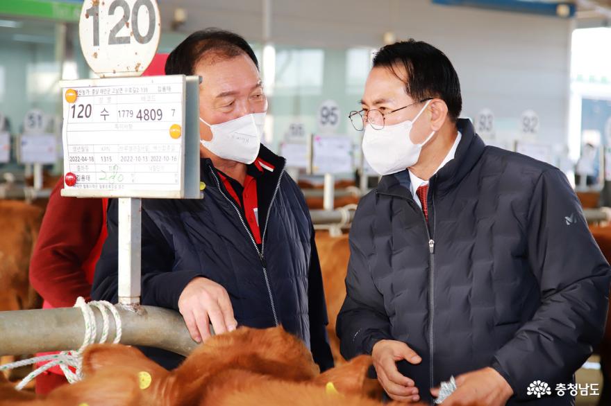 18일 이완섭 서산시장이 음암면 상홍리에 있는 가축경매시장을 방문해 한우농가와 축산관계자를 격려했다