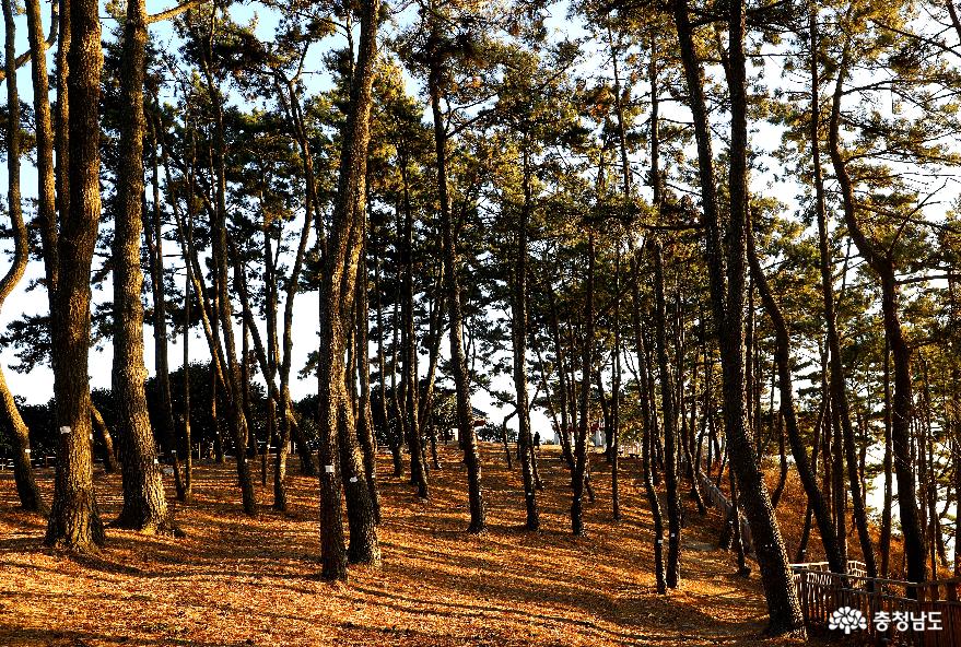 동백나무숲(서천)과 함께본 금강하류 가창오리 군무 쑈 사진