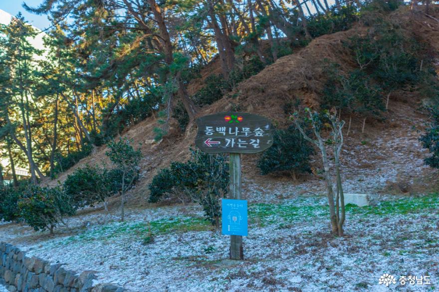 해넘이 풍경이 아름다운 서천 동백나무숲 사진