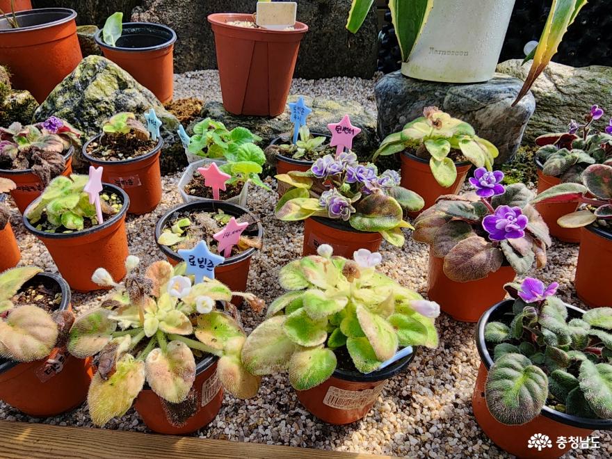 식집사식테크반려식물의식물팬덤문화를선도하는재미있는식물가게 13