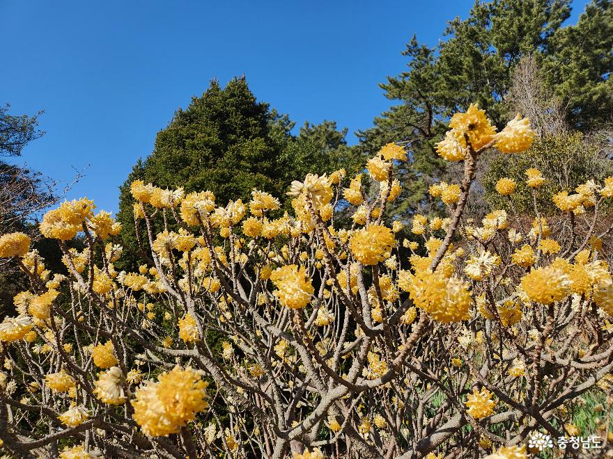 천리포수목원의 봄 사진