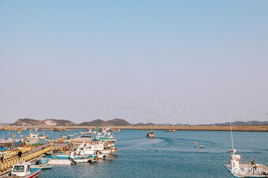바다위에 떠있는 어선과 갈매기를 만나는 삼길포항 사진